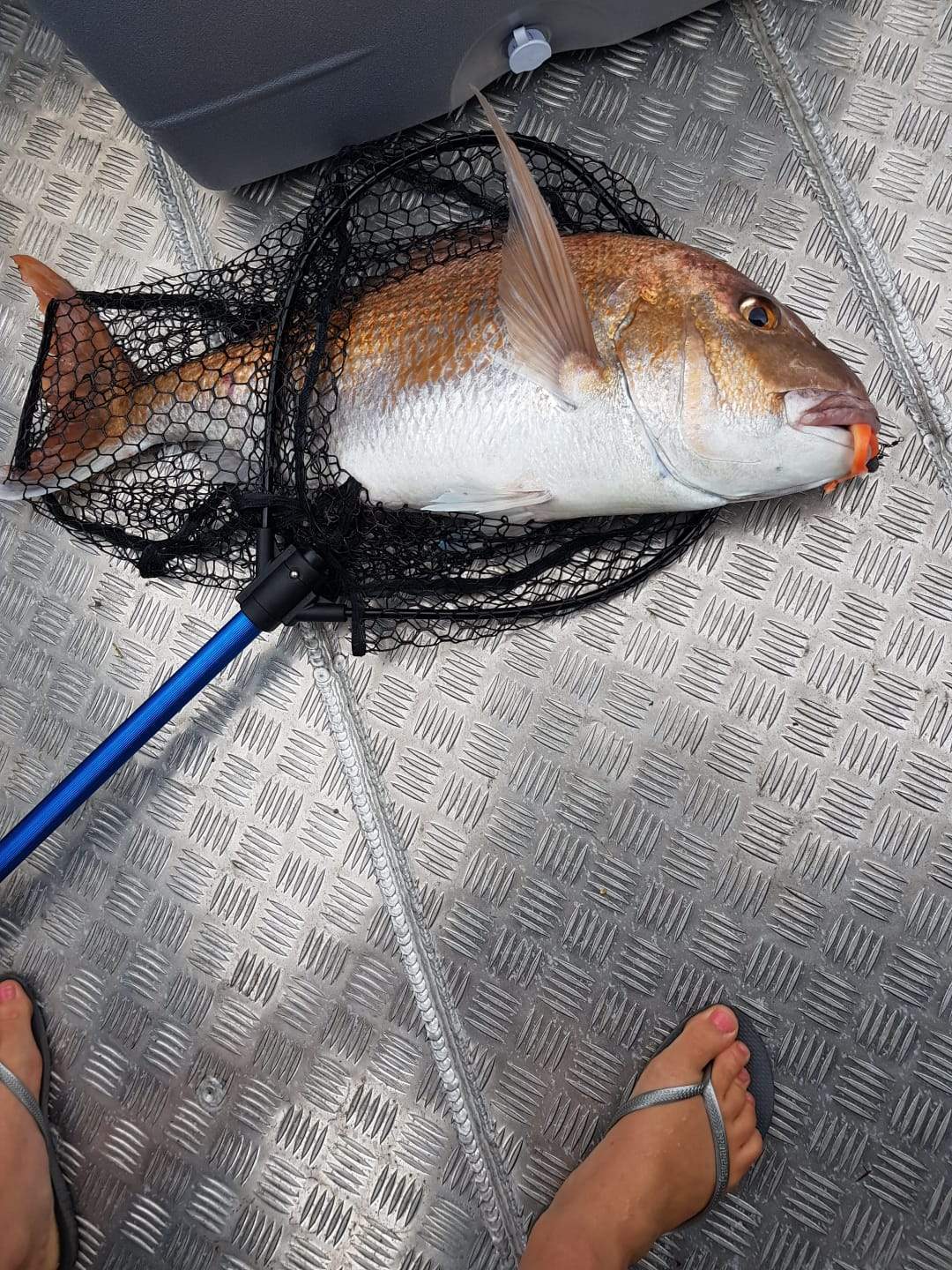 Big Snapper on Soft Bait