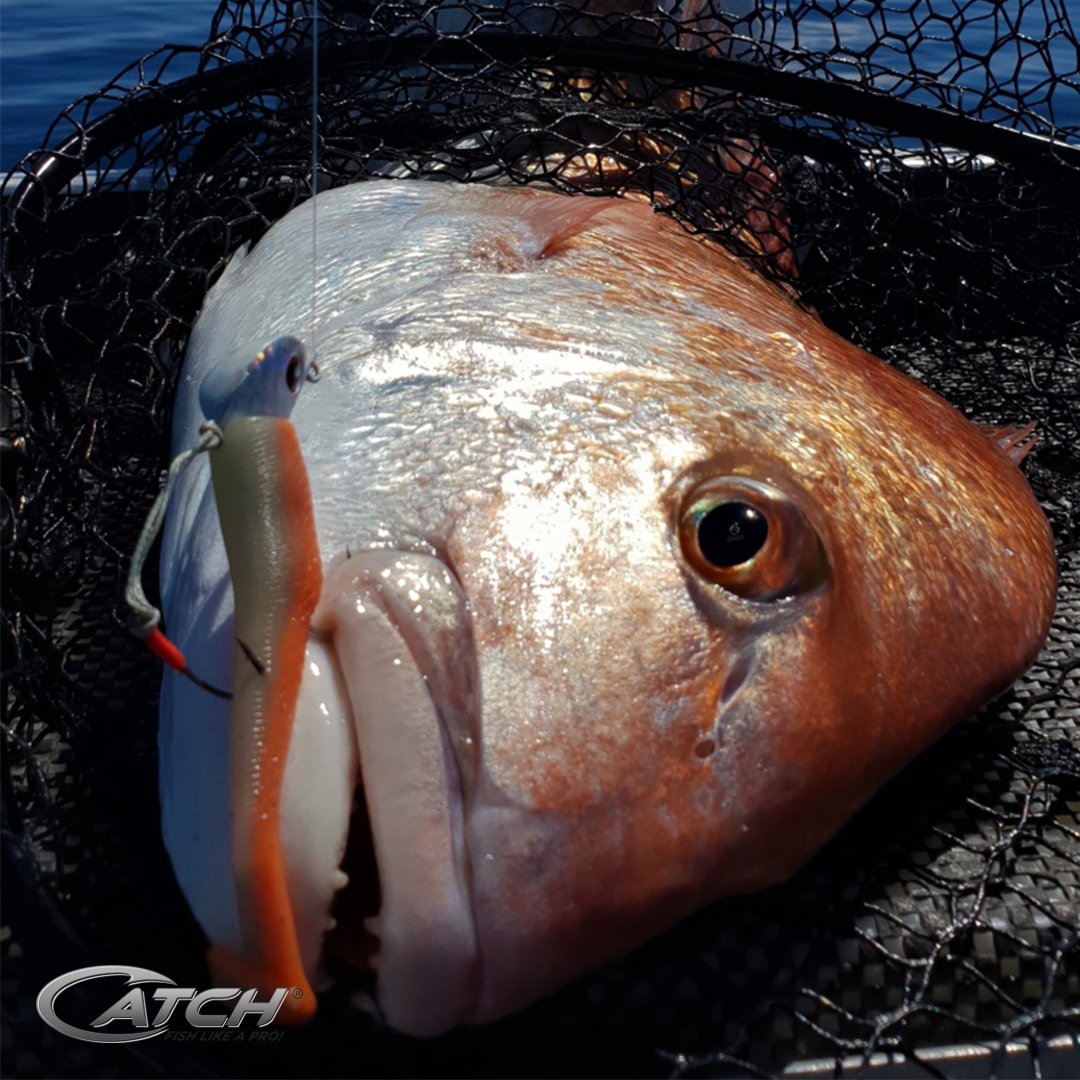 Snapper caught on Catch Softbait Livies