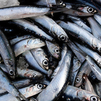 Ultralife Salted Anchovies Fishing Bait – 300g