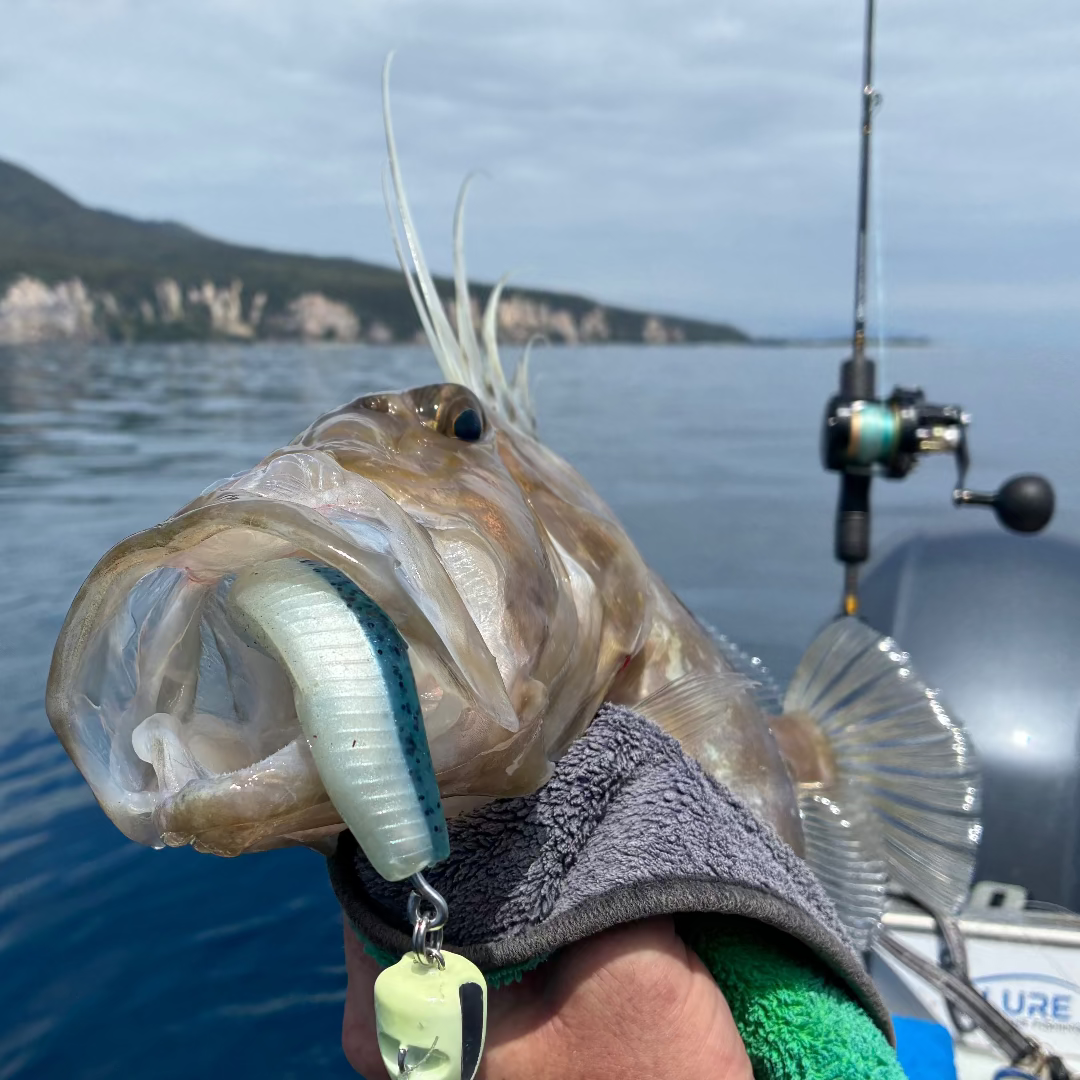 Large 45cm John Dory Caught on Catch Black Label Livies 10 inch Power Pilchard Glow softbait NZ