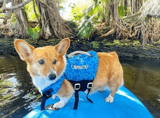 Connelly Dog Neoprene Vest - OTIS - Lure Me - Online Fishing Tackle