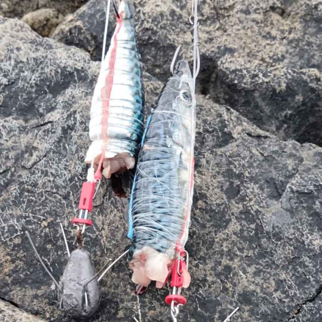 INOVA Sea Fishing Dongle Rig Kit NZ | Pre-Tied Surfcasting Rig System