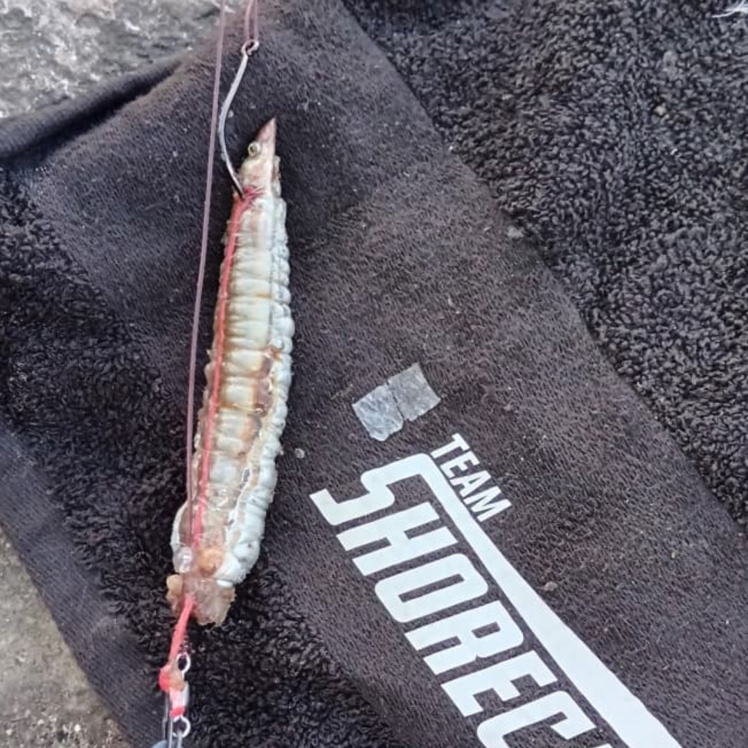 INOVA Sea Fishing Dongle Rig Kit NZ | Pre-Tied Surfcasting Rig System