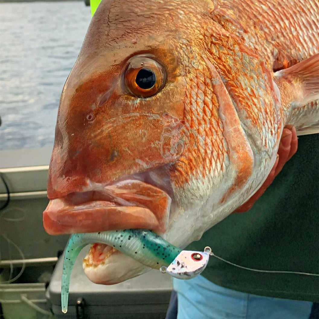 Snapper Caught using Catch Black Label Livie in Power Pilchard Glow