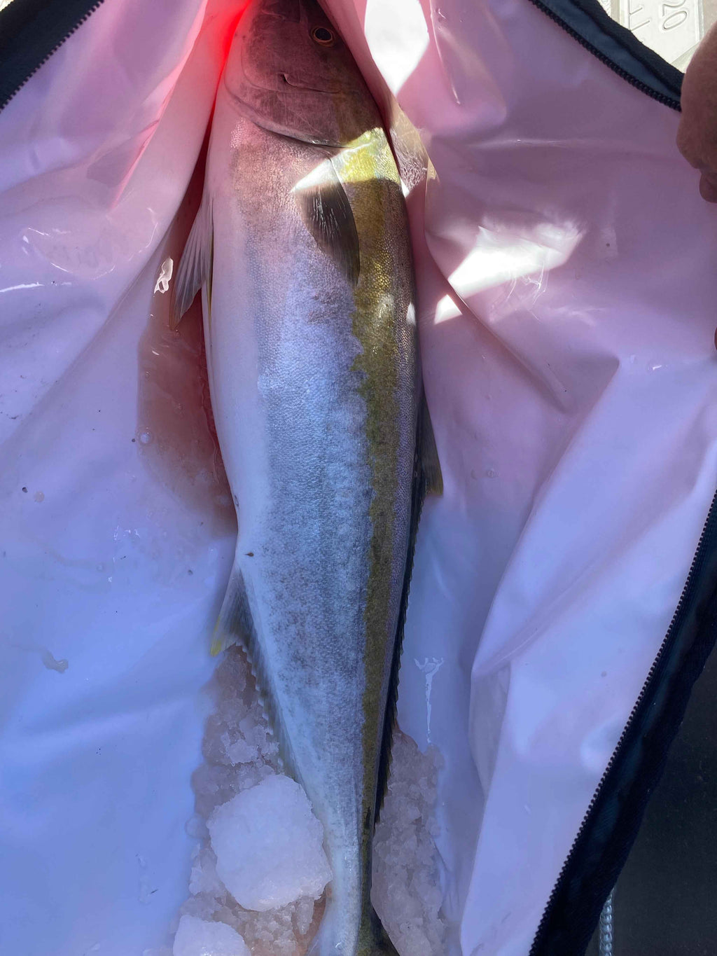 Precision Pak Kingfish Cooler Bag